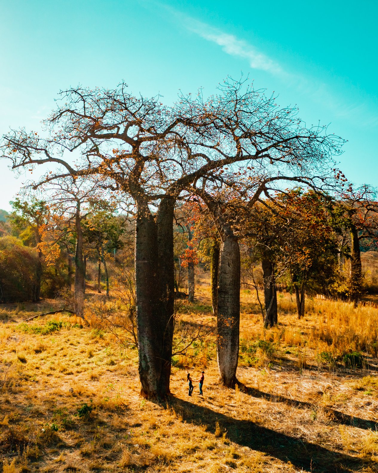 Paisagem Baobá
